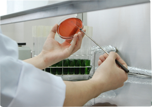 自社で製造している粉末清涼飲料の原料・製品の細菌検査を実施しています