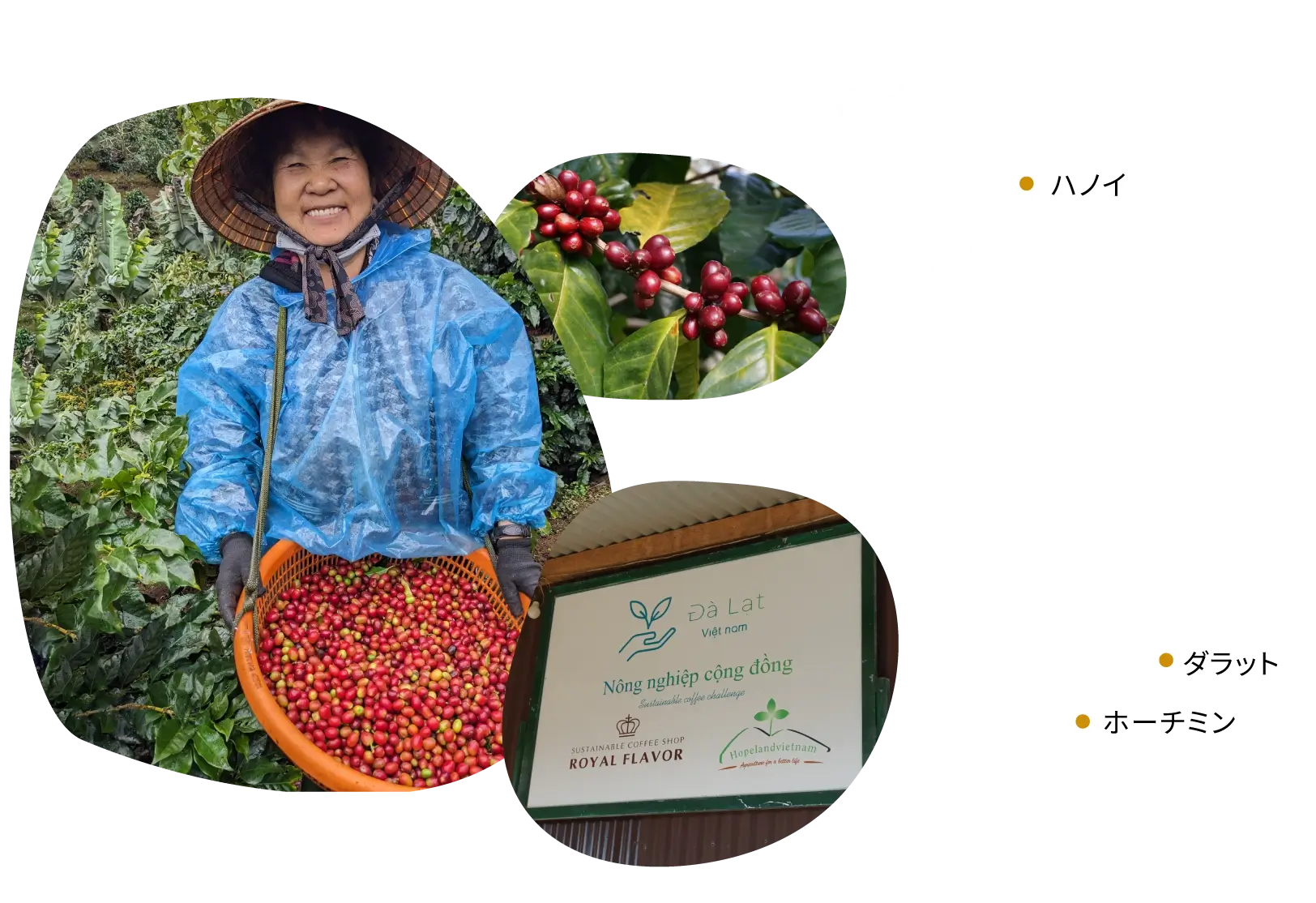 SUSTAINABLE COFFEE SHOP | ROYAL FLAVOR