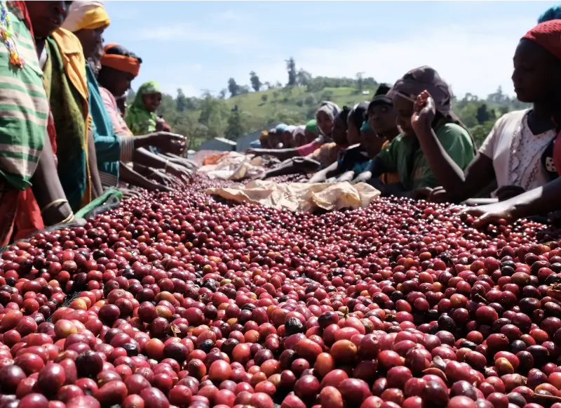 SUSTAINABLE COFFEE SHOP | ROYAL FLAVOR